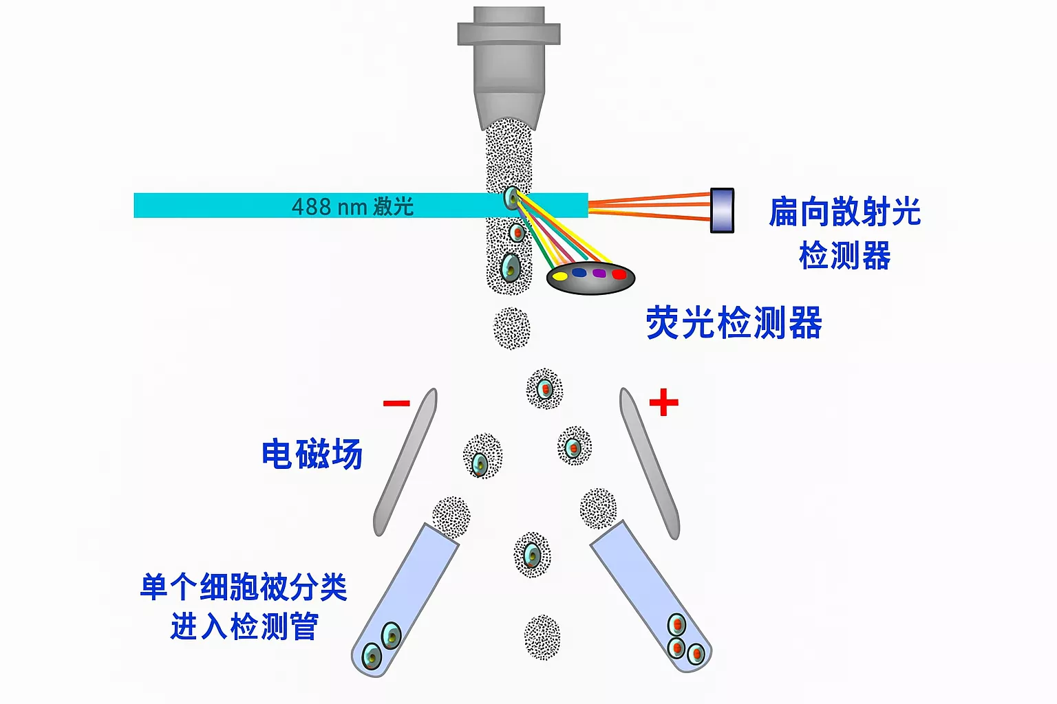 流式细胞分析